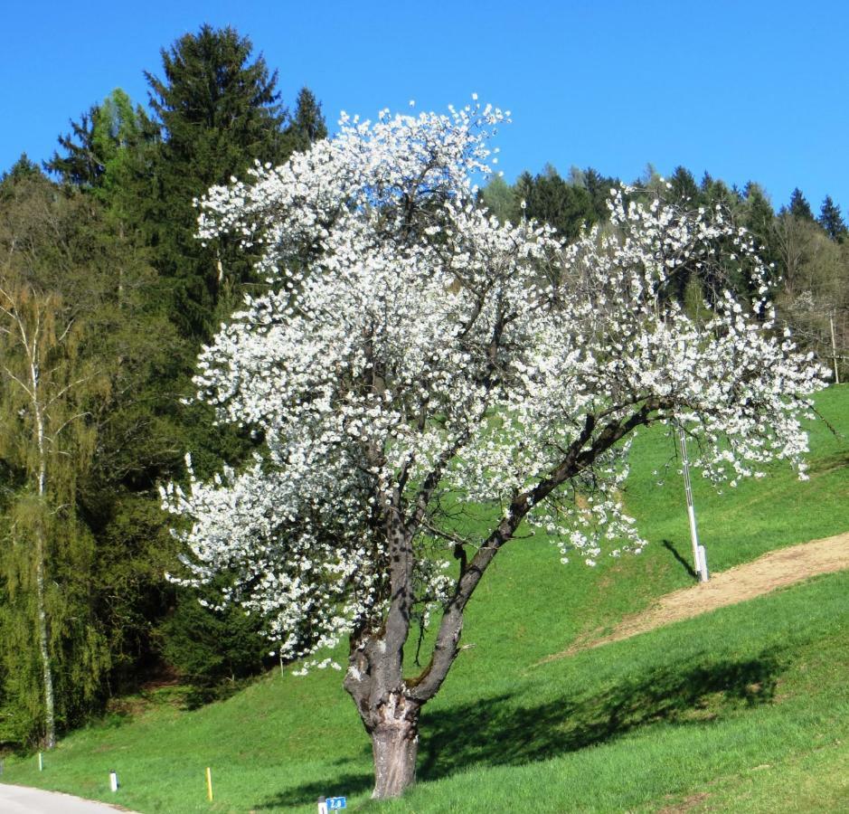 Ferienwohnungen Bauernhof Schilcher Sankt Stefan im Lavanttal Exterior photo